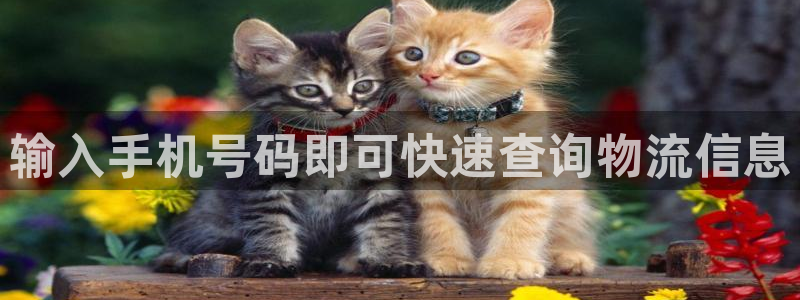 28圈模拟器下载