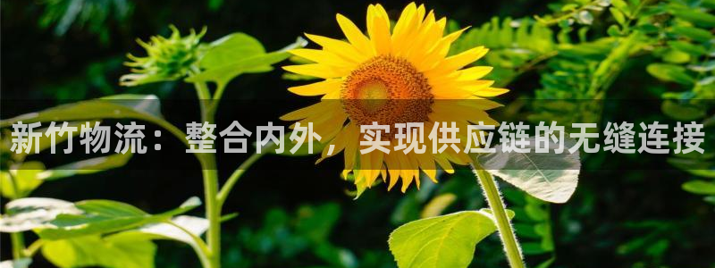 28圈加拿大app预测